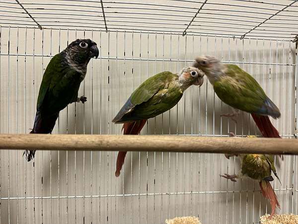 green-cheek-conure-for-sale-in-oviedo-fl