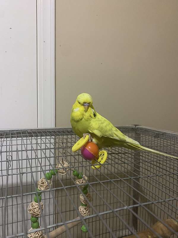 male-bird-for-sale-in-inkster-mi