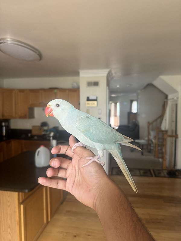 ringneck-parakeet-for-sale