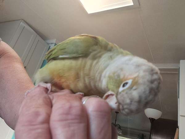 green-cheek-conure-for-sale