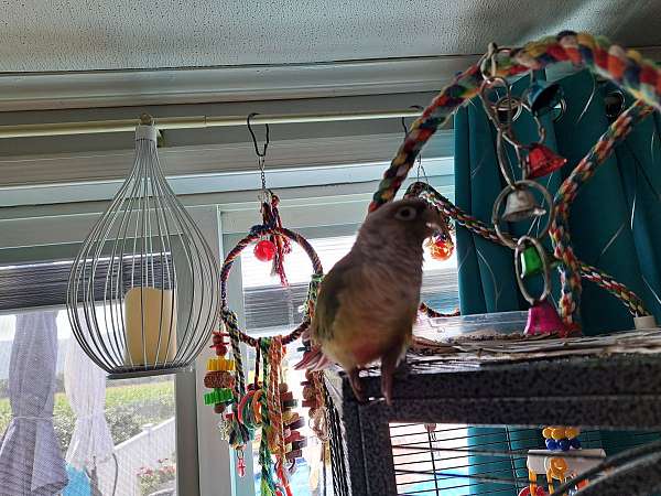 small-green-cheek-conure-for-sale