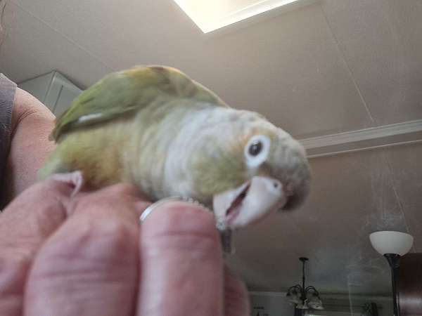 small-female-bird-for-sale