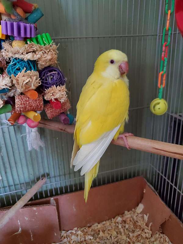 pet-tame-bird-for-sale-in-baltimore-md