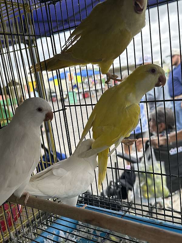 quaker-parrots-for-sale