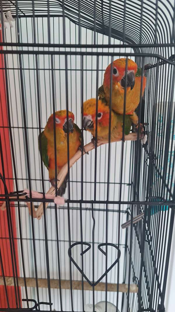 conure-for-sale