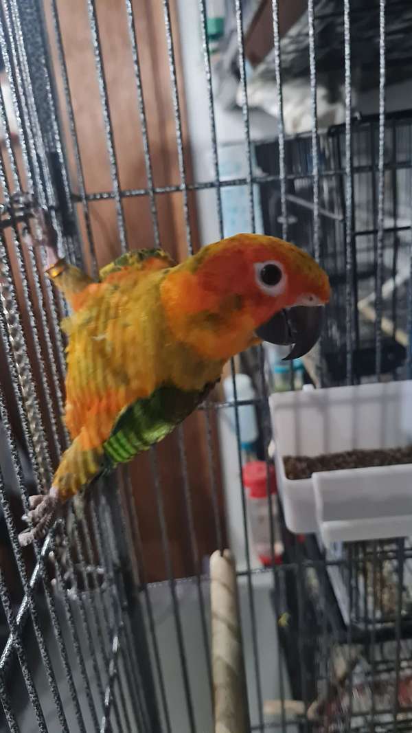 conure-for-sale