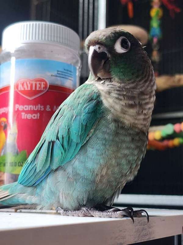 conure-for-sale-in-perkasie-pa