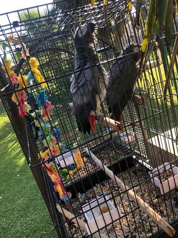 parrot-for-sale