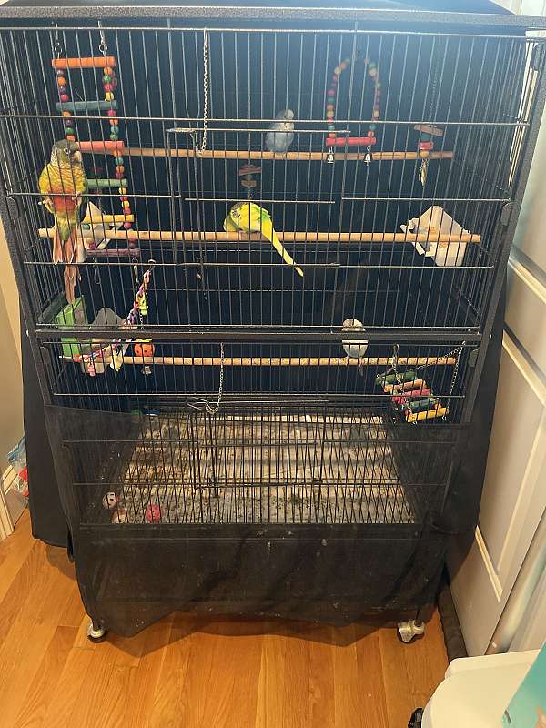 budgerigar-parakeet-for-sale