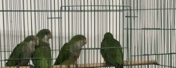 quaker-parrots-for-sale-in-oviedo-fl