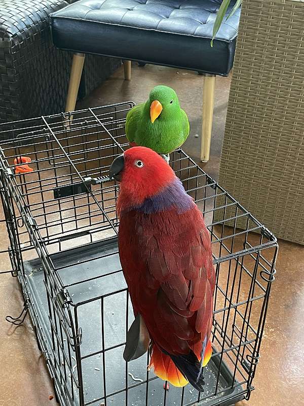 vosmaeri-eclectus-parrots-for-sale