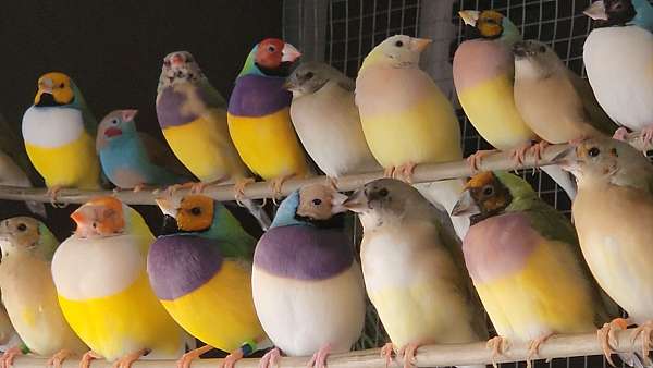 lady-gouldian-finch-for-sale-in-colorado