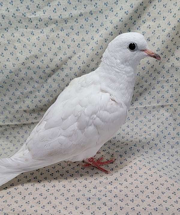 young-dove-for-sale