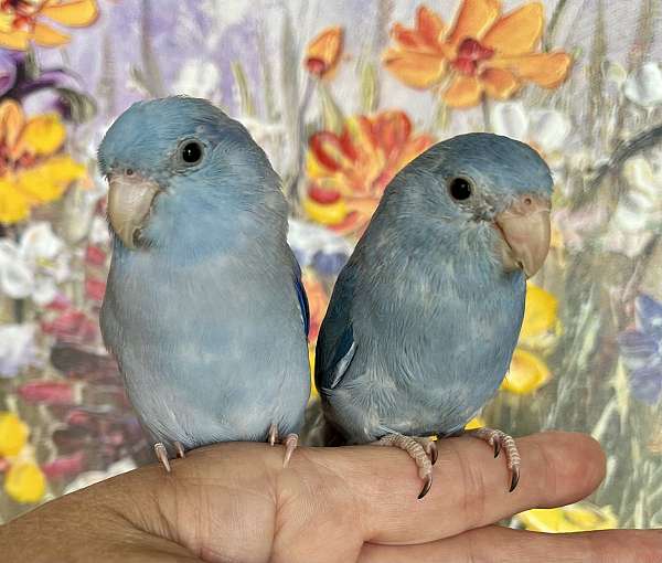 parrotlet-for-sale