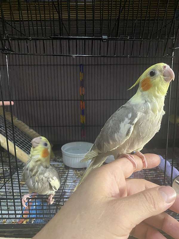 bird-parrot-adoption-in-silver-spring-md