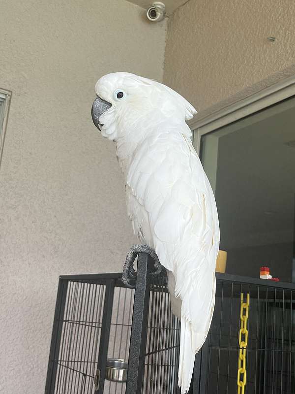 cockatoo-for-sale