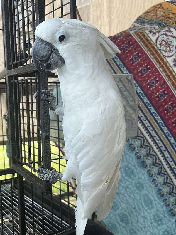 bird-parrot-for-sale-in-kissimmee-fl