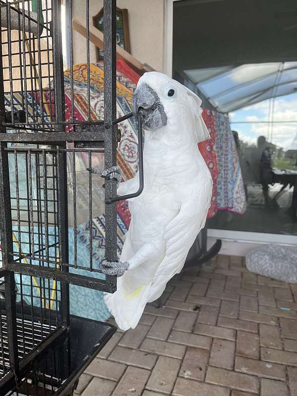 cockatoo-for-sale-in-kissimmee-fl