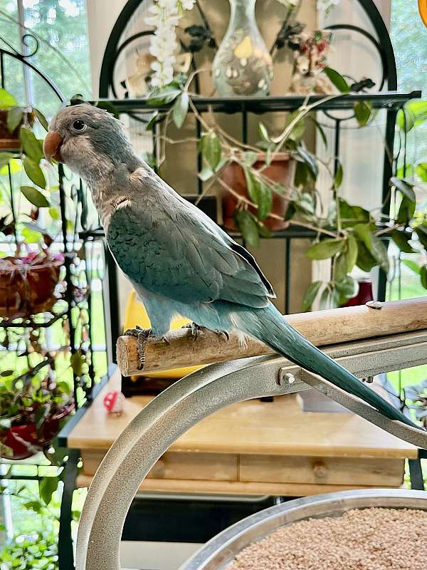 quaker-parrots-for-sale