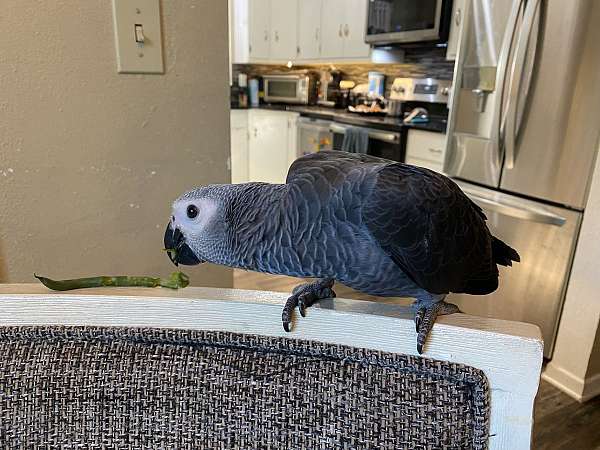 congo-african-grey-parrot-for-sale