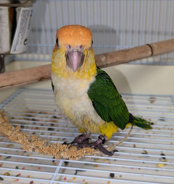 caique-for-sale