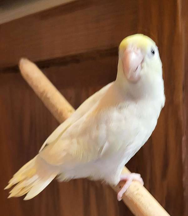 white-yellow-bird-for-sale-in-schenectady-ny