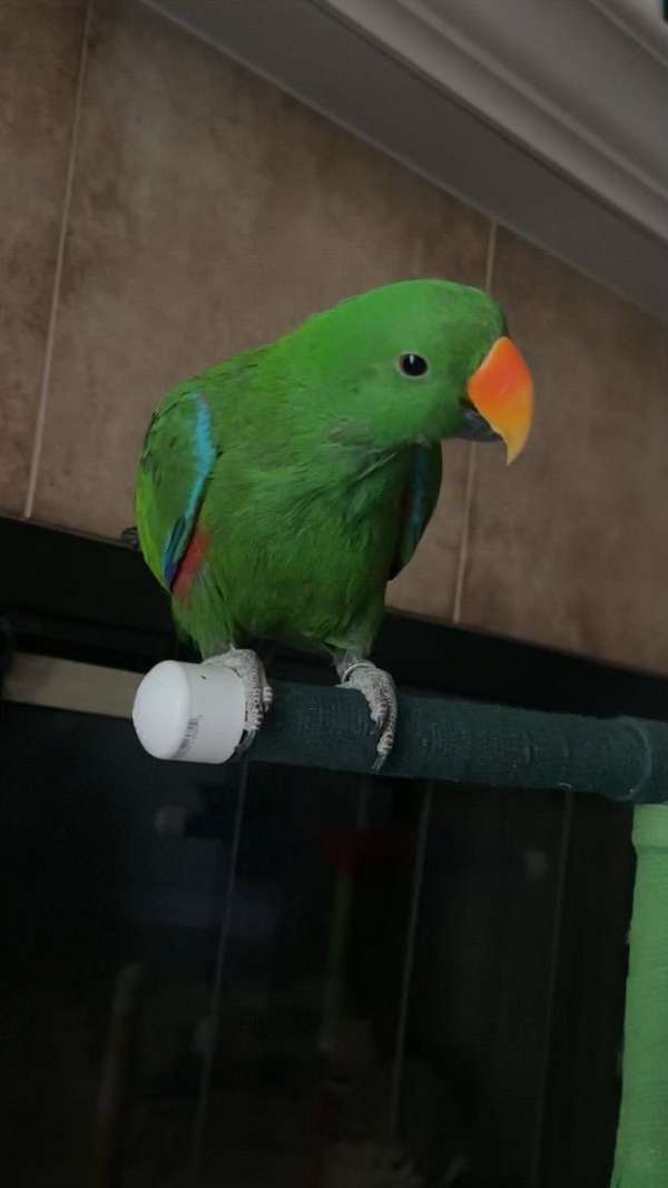 eclectus-parrots-for-sale-in-nevada