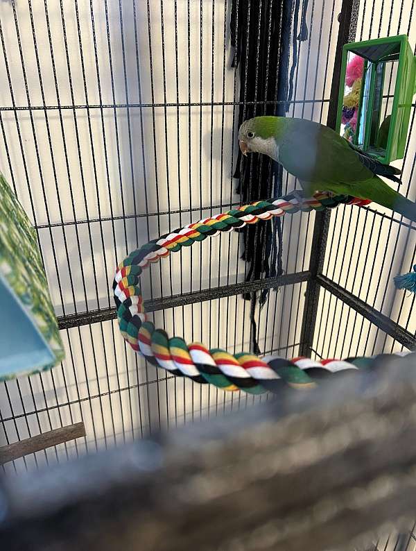 quaker-parrots-for-sale