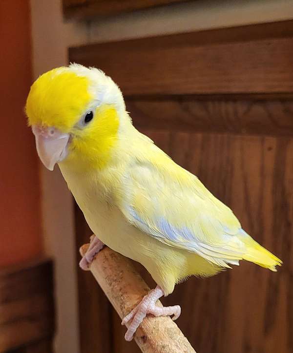 parrotlet-for-sale