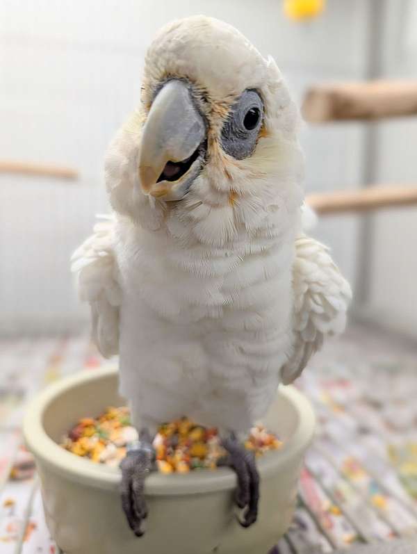 goffin-cockatoo-for-sale