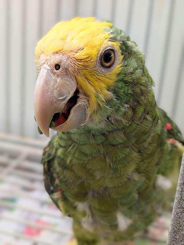 double-yellow-head-amazon-parrot-for-sale