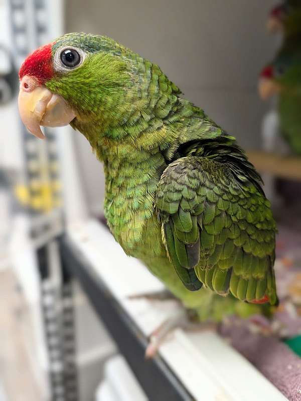 red-head-amazon-parrot-for-sale