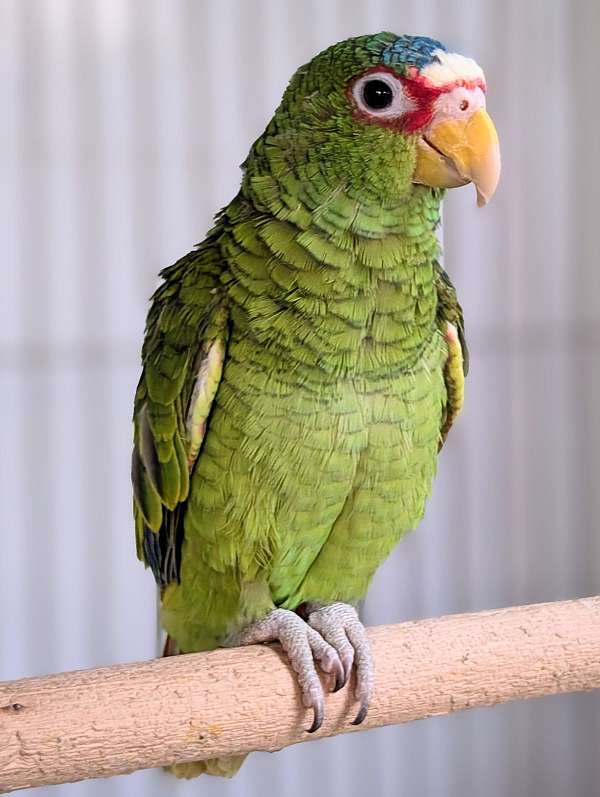 white-front-amazon-parrot-for-sale