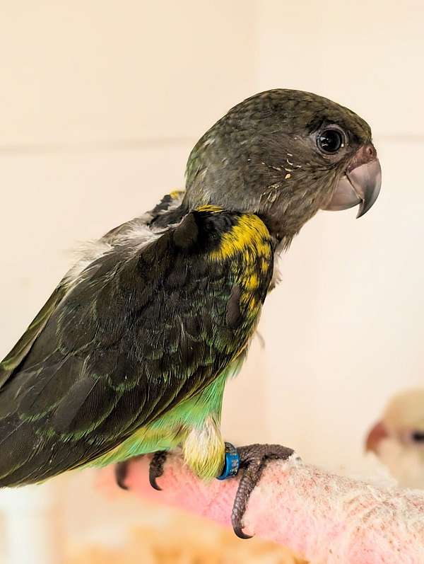 meyers-poicephalus-parrots-for-sale