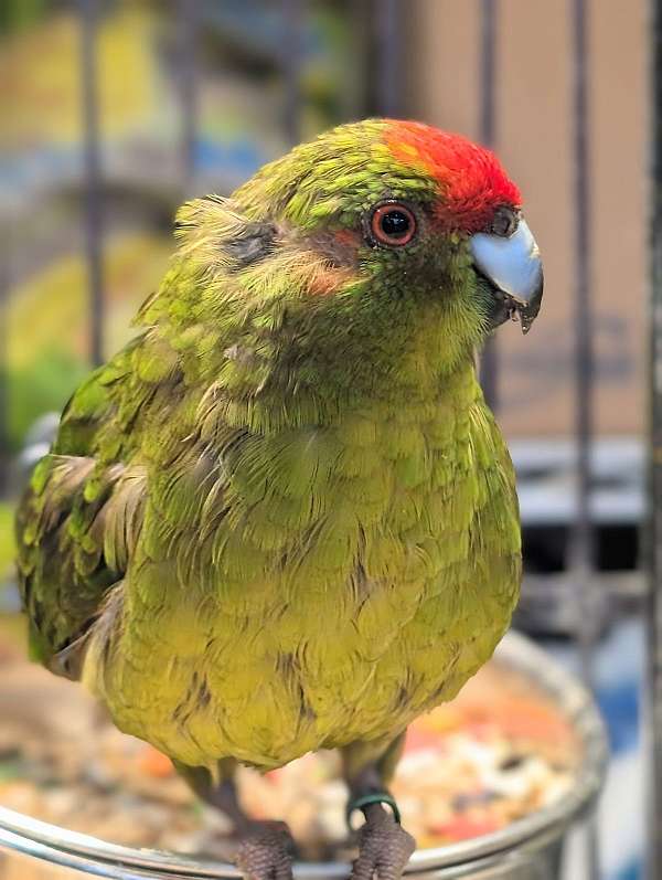 grass-parakeet-for-sale