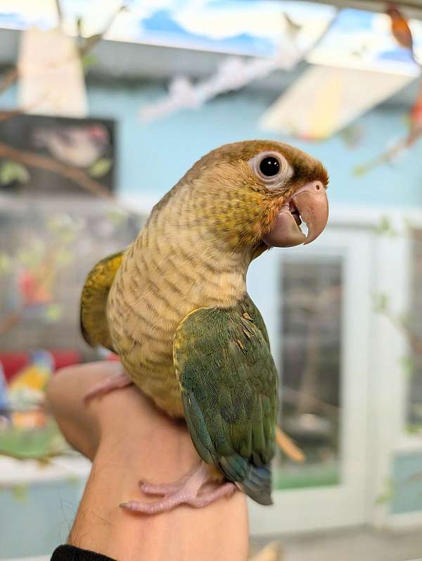 green-cheek-conure-for-sale