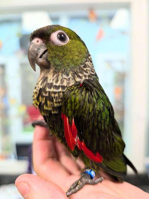 black-capped-conure-for-sale