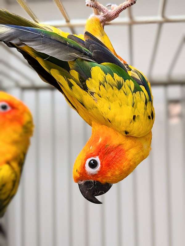 sun-conure-for-sale