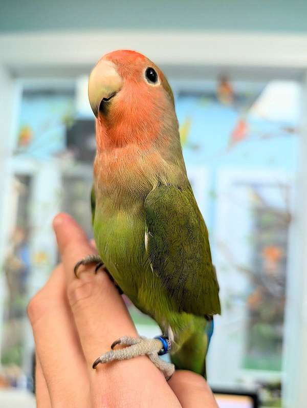 peach-faced-lovebird-for-sale