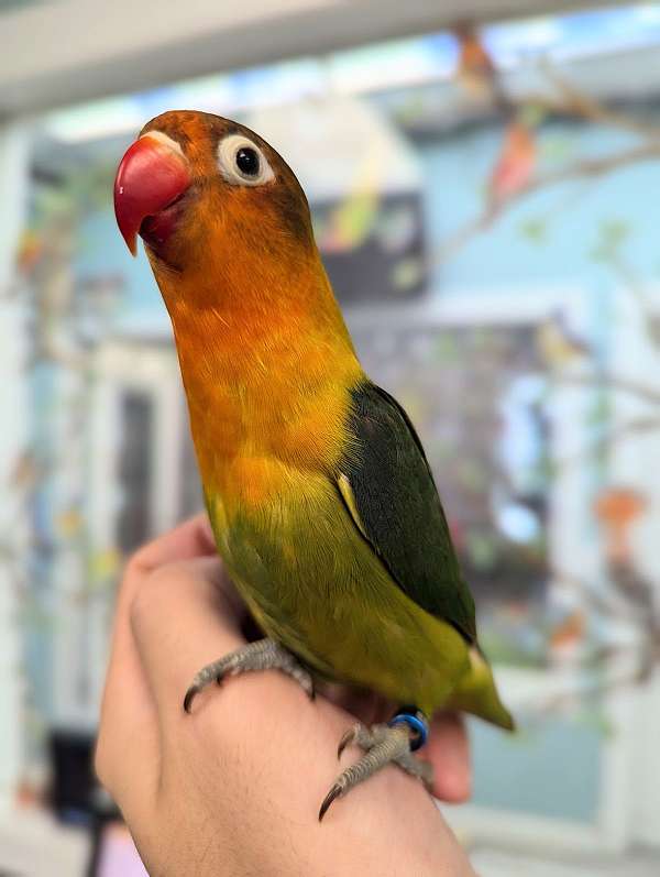 fischers-lovebird-for-sale