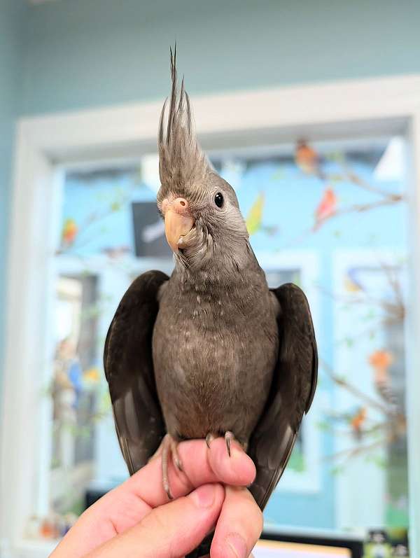 cockatiel-for-sale