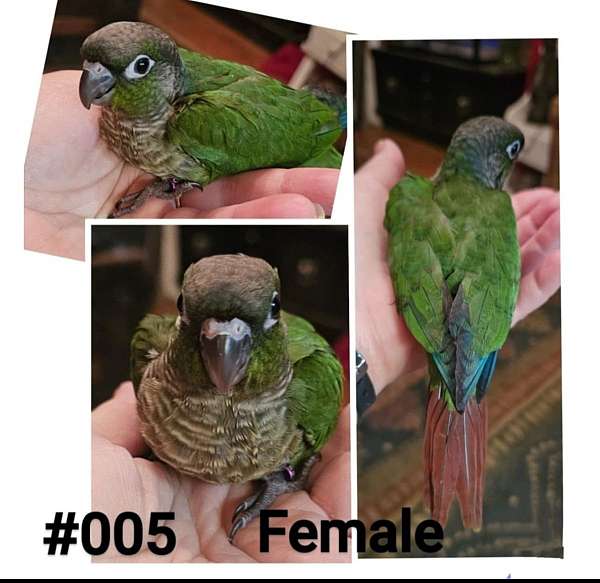 green-cheek-conure-for-sale