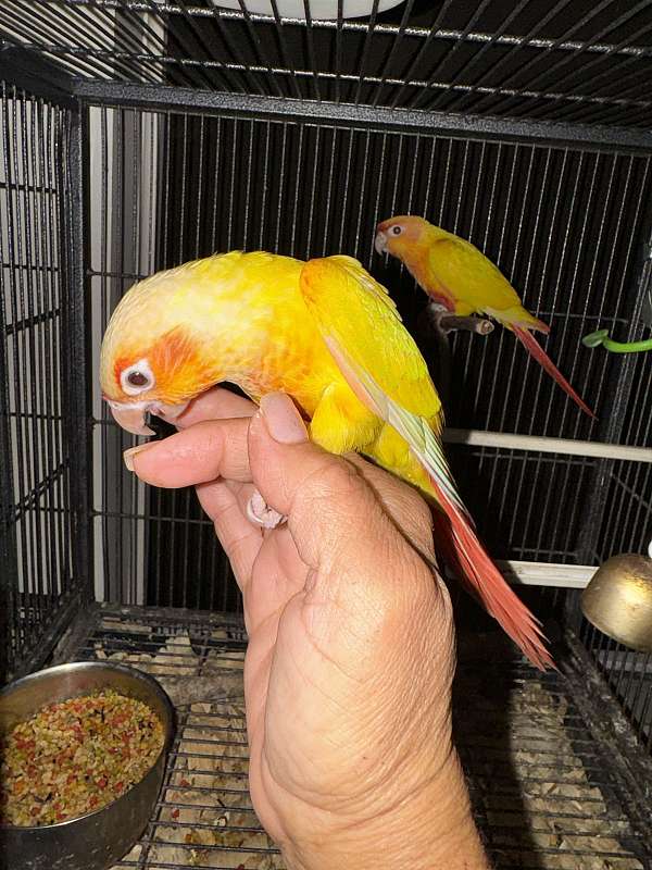 green-cheek-conure-for-sale-in-naples-fl