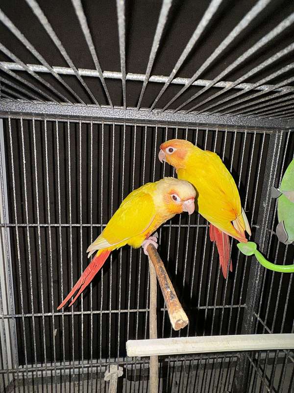 green-cheek-conure-for-sale