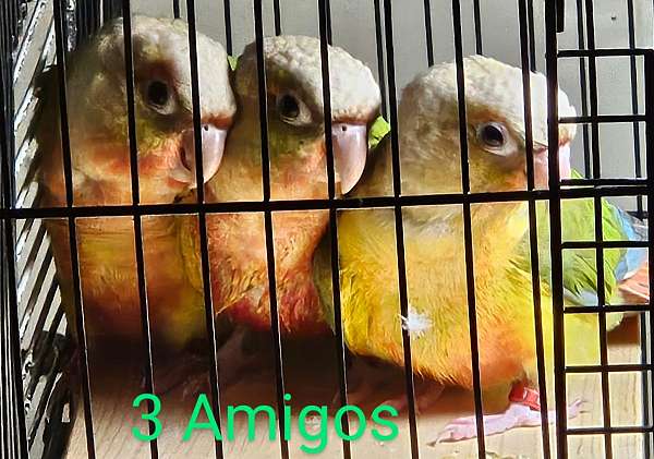 green-cheek-conure-for-sale-in-seminary-ms