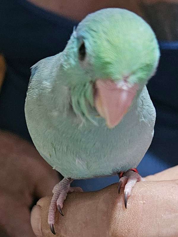 pacific-parrotlet-for-sale-in-seminary-ms