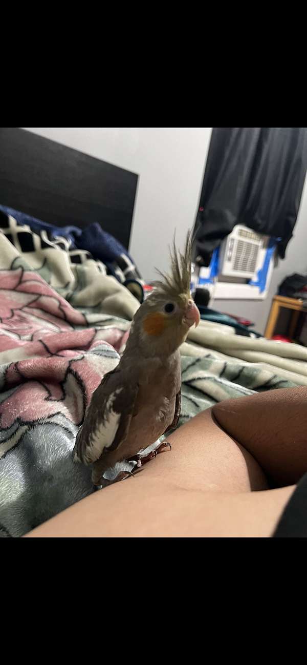 cockatiel-for-sale-in-haledon-nj