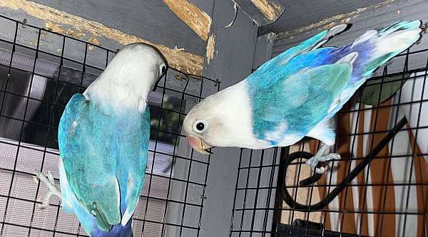 fischers-lovebird-for-sale