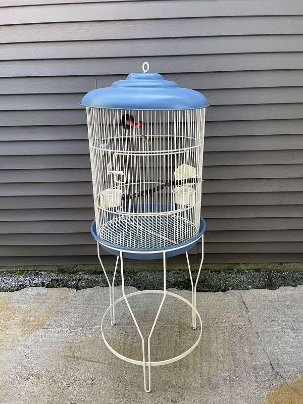 cockatiel-for-sale