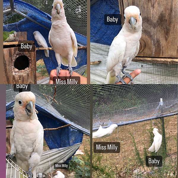 goffin-cockatoo-for-sale-in-fayetteville-ga